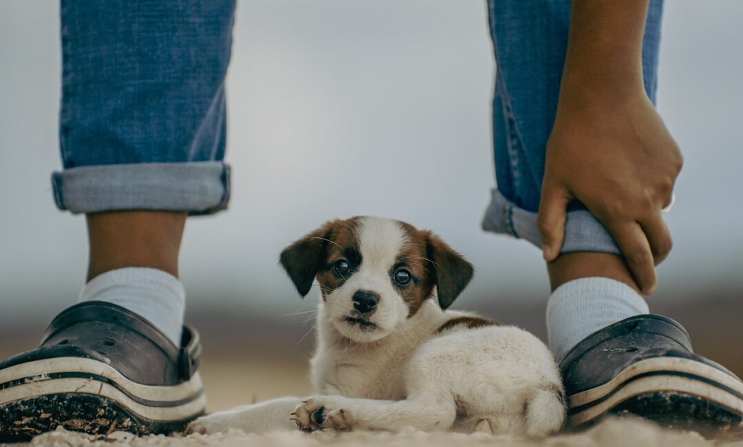 Ce_que_les_rêves_de_mon_chien_m_ont_appris_en_tant_que_femme